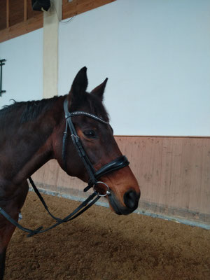 in der Reithalle