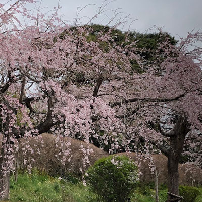ビール坂の枝垂れ桜