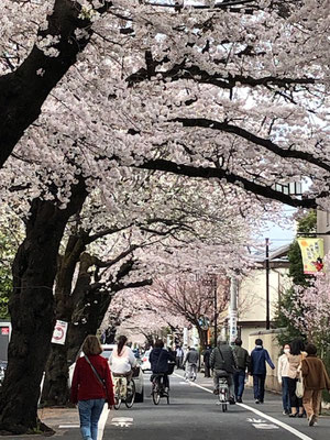 成城の桜並木