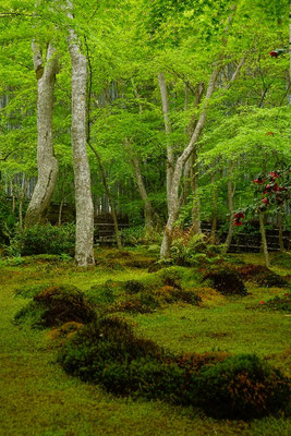 Moos-Tempel Kyoto