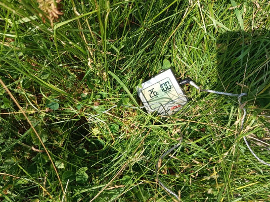 Ungemähter Rasen fast halb so heiß wie versiegelte Fläche