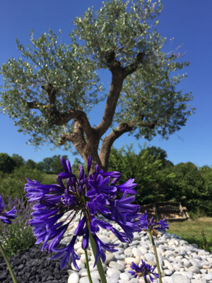 Paysage Concept - Entretien