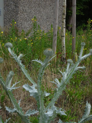 Onopordum x beckianum (O. acanthium x illyricum) - Tuinwegdistel