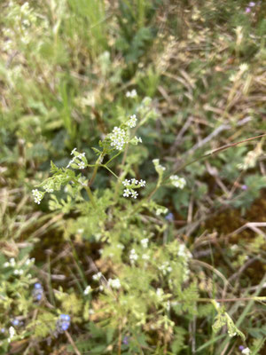 Anthriscus caucalis - Fijne kervel
