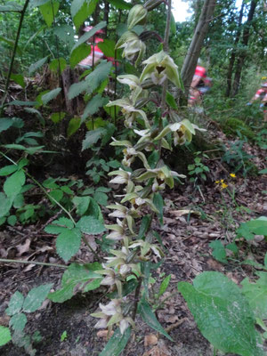 Epipactis helleborine - Brede wespenorchis