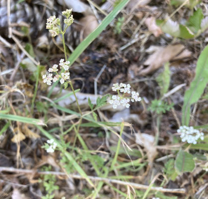 Torilis japonica - Heggendoornzaad