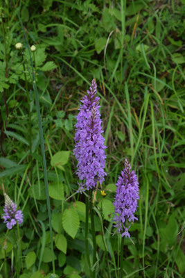 Dactylorhiza majalis - Brede orchis
