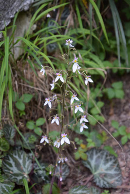 Saxifraga stolonifera