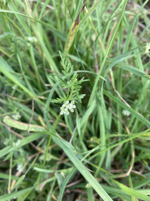 Torilis nodosa - Knopig doornzaad
