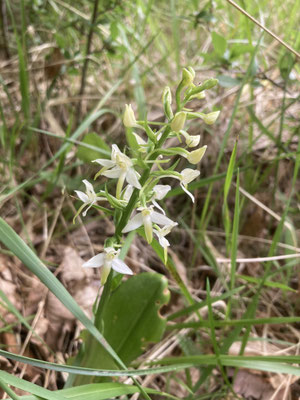 Platanthera bifolia - Welriekende nachtorchis