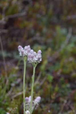 Antennaria dioica - Rozenkransje