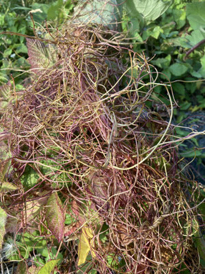 Cuscuta lupuliformis - Hopwarkruid