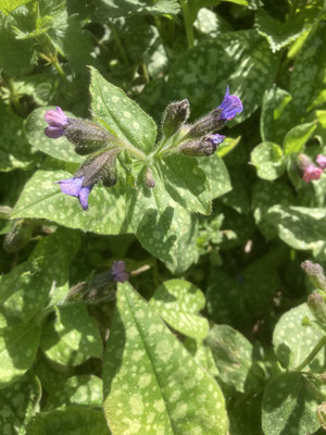 Pulmonaria officinalis - Gevlekt longkruid