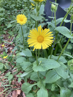 Doronicum plantagineum - Weegbreezonnebloem