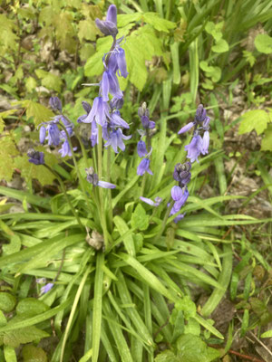 Hyacinthoides spec. - Boshyacint spec.