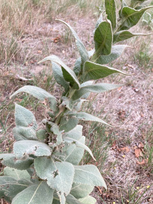 Verbascum densiflorum - Stalkaars