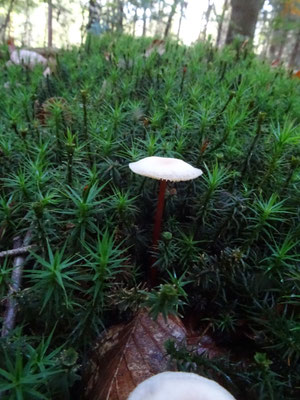 Marasmius cohaerens - Hoornsteeltaailing