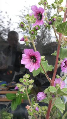 Malva arborea - Boomkaasjeskruid