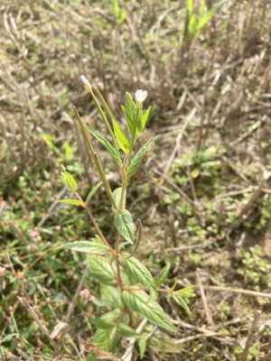 Epilobium ciliatum - Beklierde basterdwederik