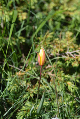Tulipa sylvestris - Bostulp