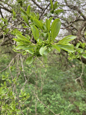 Rhamnus cathartica - Wegedoorn