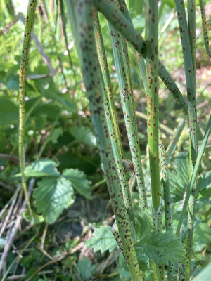 Puccinia allii - Lookroest