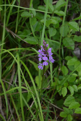 Dactylorhiza majalis - Brede orchis