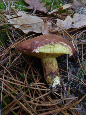 Suillus collinitus - Valse melkboleet