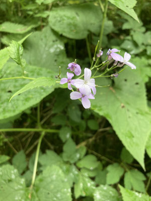 Lunaria rediviva - Wilde judaspenning