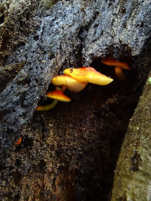 Pluteus aurantiorugosus - Oranjerode hertenzwam