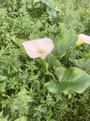Zantedeschia aethiopica - Witte aronskelk