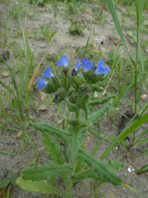 Anchusa arvensis - Kromhals