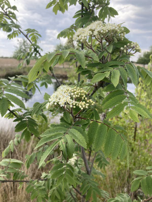 Sorbus aucuparia - Wilde lijsterbes