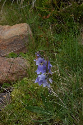 Campanula barbata - Harig klokje