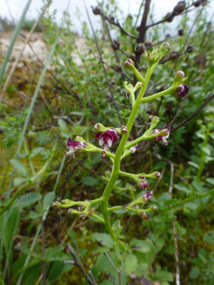 Scrophularia ramosissima