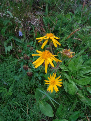 Arnica montana - Valkruid