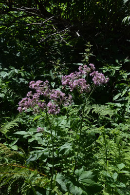 Adenostyles alliariae