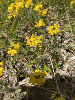 Hippocrepis comosa - Paardenhoefklaver