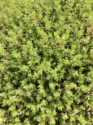 Crassula helmsii - Watercrassula