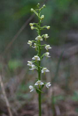 Platanthera chlorantha - Bergnachtorchis