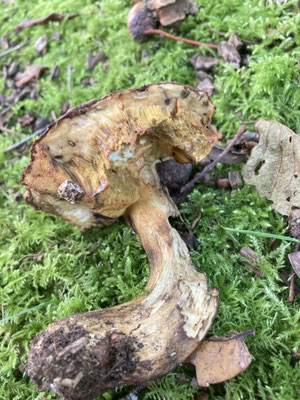 Boletus appendiculatus - Geelnetboleet