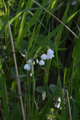 Leucojum aestivum - Zomerklokje