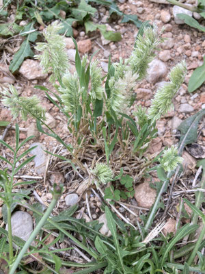 Lamarckia aurea - Pluimstaartje