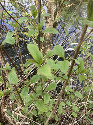 Cornus sanguinea - Rode kornoelje
