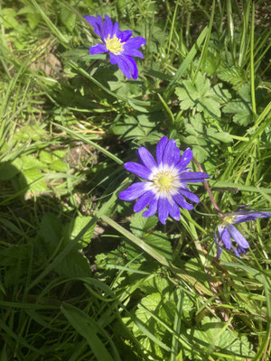 Anemone blanda - Oosterse anemoon