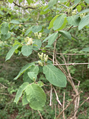 Lonicera xylosteum - Rode kamperfoelie