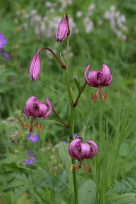Lilium martagon - Turkse lelie