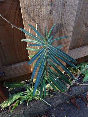 Euphorbia lathyris - Kruisbladige wolfsmelk