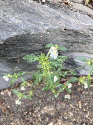Galeopsis segetum - Bleekgele hennepnetel