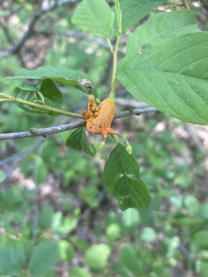 Puccinia coronata - Kroonroest